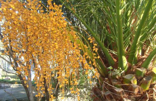 Apartments by the sea Sladjenovici, Dubrovnik - 11531 - Foto 12