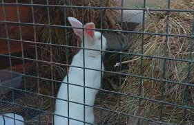 Alojamento 444 - Foto 10