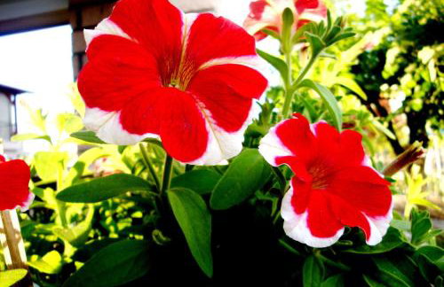 Simos Apartments - Photo 68