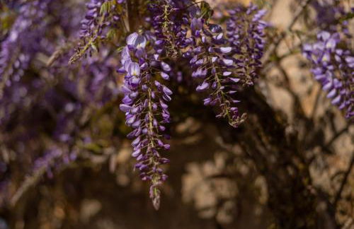 Larroque Haute Gites - Foto 27