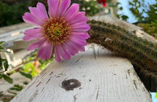 Apartments Petra - Photo 64