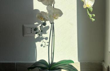 Il gatto e la volpe 1 - Foto 19