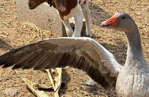 Retiro dos Cedros - Quarto Adega - Foto 46