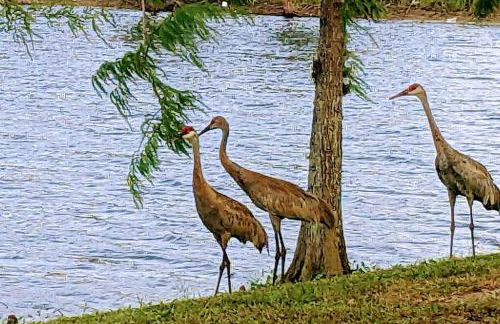 Port Saint Lucie A Little Piece Of Heaven- Peaceful Lake view Apartment- 1 min from I95 and Turnpike - Foto 10