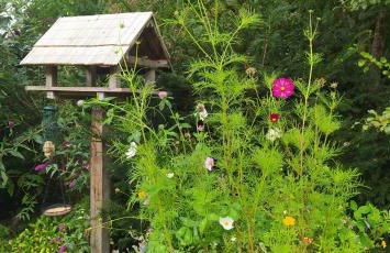Mooroase Bauerngarten - Ovelgönne - Nordsee - Weser - Jade - Foto 33