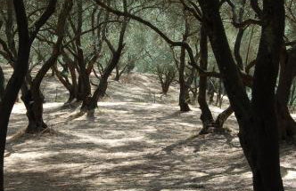 Traditional Corfiot House - Foto 8