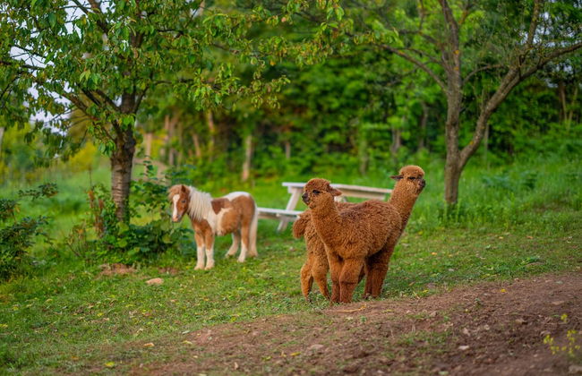 Alya Kartepe Villa Hotel - Foto 67