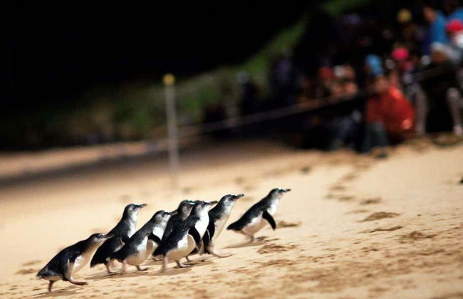 Visita guiada por Melbourne - Foto 9