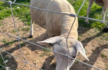 Apple Blues Farm - Foto 23