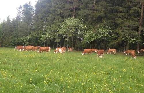 Ferienbauernhof-Holops - Foto 22