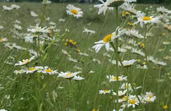 Not-so-tiny, Tranquil, Pond front Bungalow - Foto 36