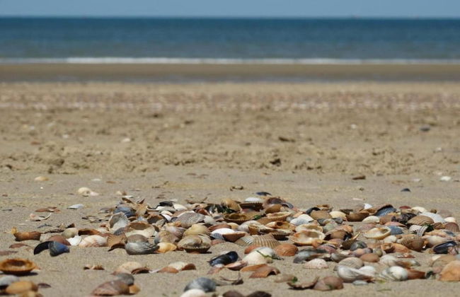 Coastal Apartment in Westkapelle - Foto 36