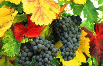 Ferienwohnung Toskana mit Schwimmbad und Sauna - Foto 25