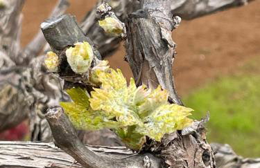 Villa Centenary Goose - Foto 10