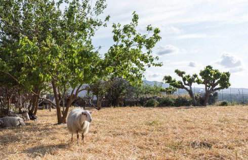 Nassibe Estate - Photo 76