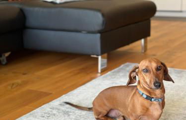 Ferienwohnung im Glockenziel - Foto 13