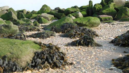 Küstenjunge "Flut" - Foto 5