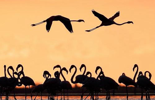 LA PAU DEL DELTA - Foto 42