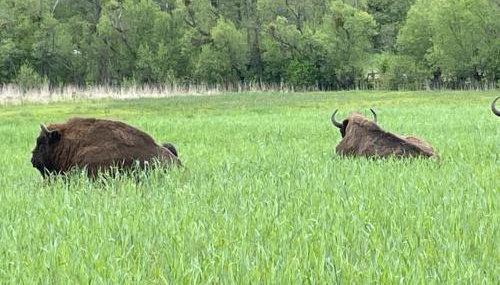 Siedlisko Jaskółka - Puszcza Białowieska - Foto 2