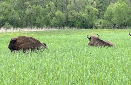 Siedlisko Jaskółka - Puszcza Białowieska - Foto 2