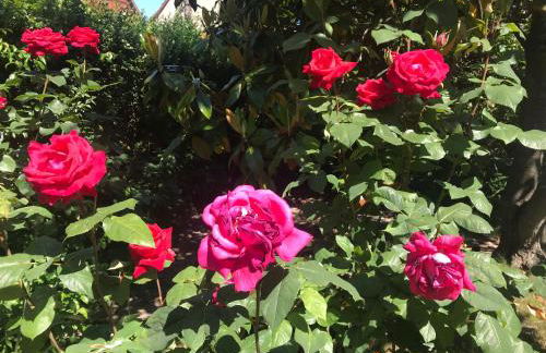 La Cour Zaepffel - Foto 53