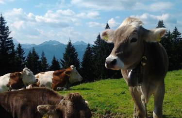 Ferienwohnungen Kral - Foto 10