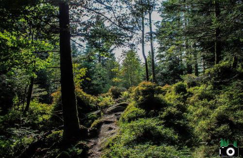 L'Atypique Vosgien - Foto 24