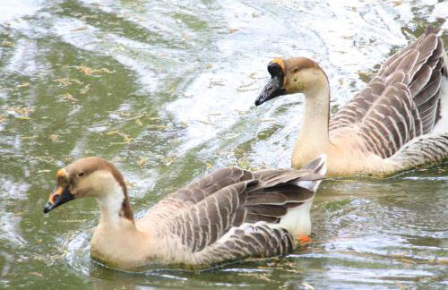 Le Giunchete - Foto 15