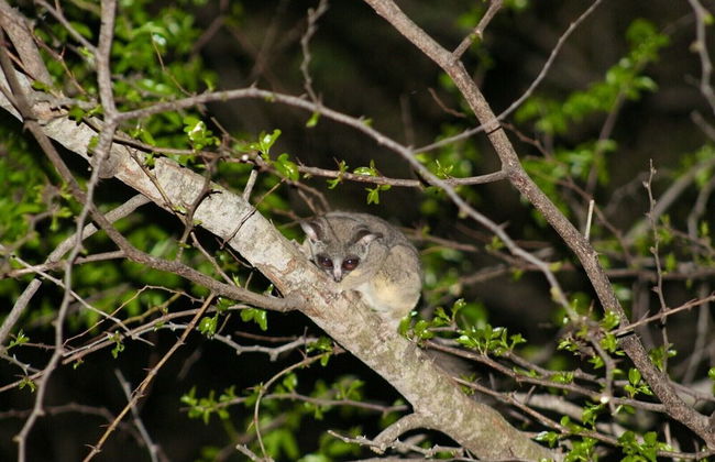 Kruger Kumba - Mugwenzi - Photo 30