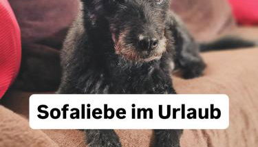 Hundeurlaub im Tiny House im Wald - Foto 4