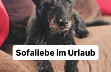 Hundeurlaub im Tiny House im Wald - Foto 4