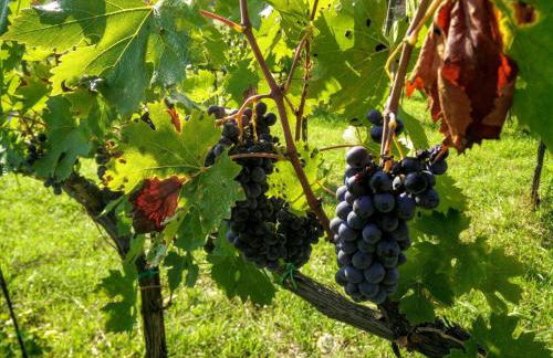 Podere Terreno alla Via della Volpaia - Foto 89