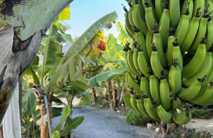 A-Nueva! Magec vip jacuzzi privado - Foto 12