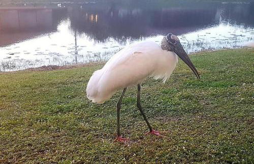 Woodstork Pond Cottage - Foto 14