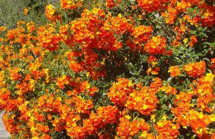 Villa Finca Tijarafe mit beheiztem, abdeckbarem Pool - Foto 45