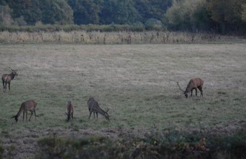 Camping Chambord - Foto 68