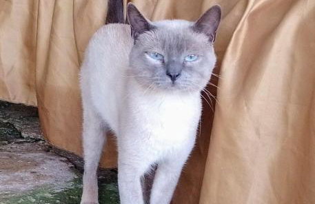 Chácara Chiafarelli - Photo 31