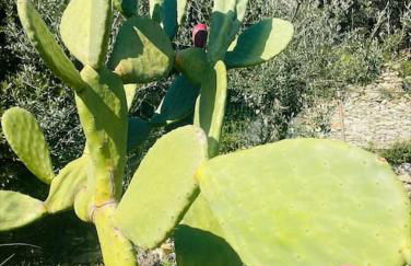 Sea South front property1/2acre.Gardens pool hydro - Foto 54