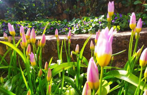 Olive Lemon Biophilic House & Lush Forest Garden - Foto 50