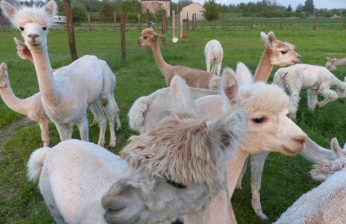 Alpaka-Ranczo AFF - Foto 78