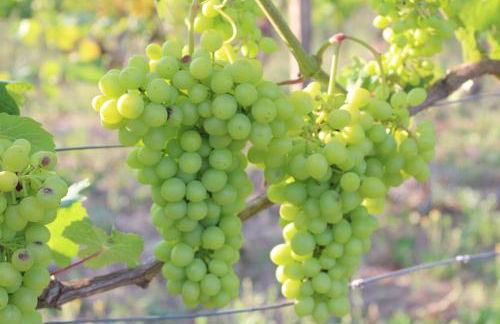 La Luna e i Falò, residenza Torrione - Foto 22