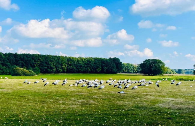 Holiday Lodge in Staphorst With Pool Access - Photo 29