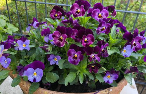 Ferienwohnung am Pferdemarkt - Foto 18