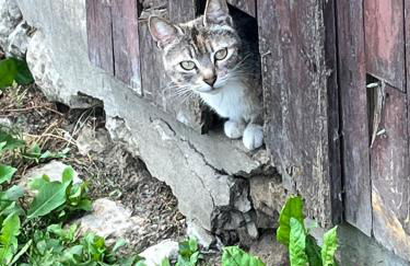 No 10 Vic Fezensac - Photo 18