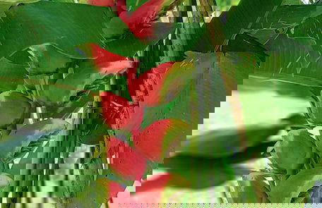 Villa Tropially Phu Quoc - Foto 41