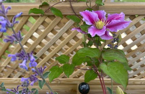 Cosy Owls Roost Hut With Private Hot Tub - Foto 31