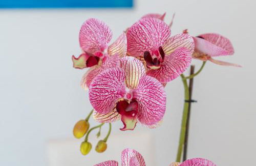 Casa Murice - Photo 17