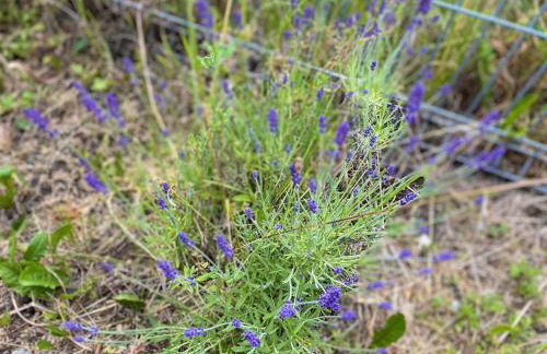Dom Sielskie Szkotowo - Foto 27