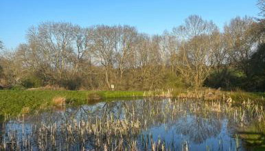 Static Mobile home set in our 20 acres of farmland - Foto 2