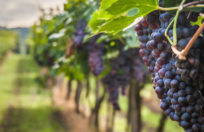 Tour en 4x4 por los viñedos del Penedés - Foto 7